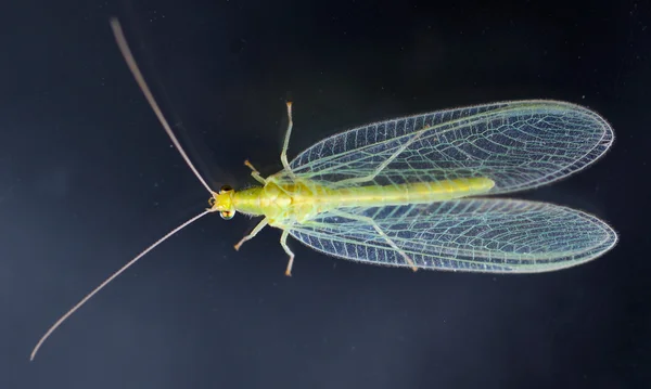 Guldögonsländor-insekt gröna lacewing — Stockfoto
