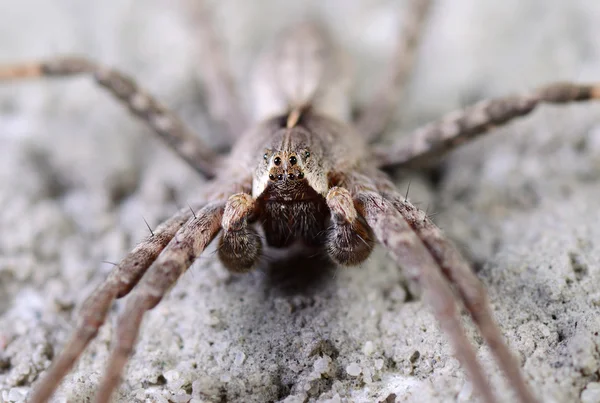 Araña —  Fotos de Stock