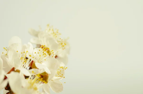 Lente bloeien op witte achtergrond Stockfoto
