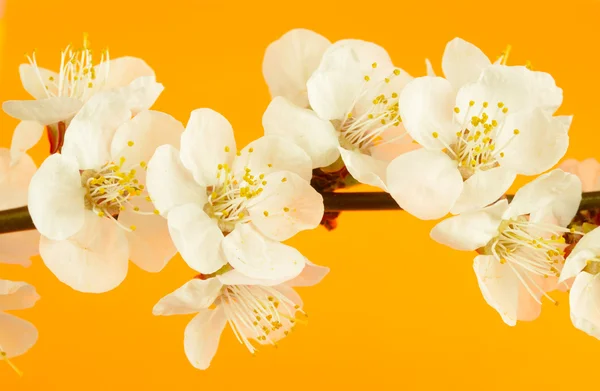 Flor de primavera sobre fondo naranja — Foto de Stock
