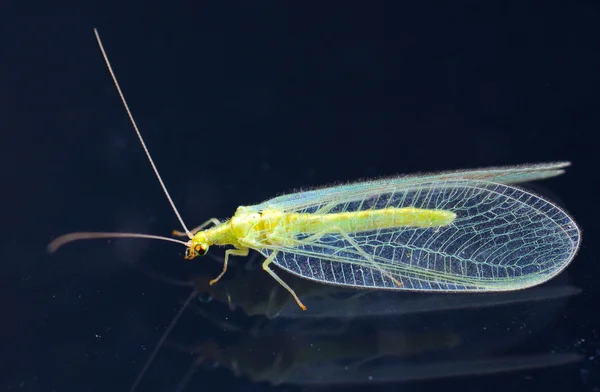 Chrysopidae-Insekt grüne Schnürflügel — Stockfoto