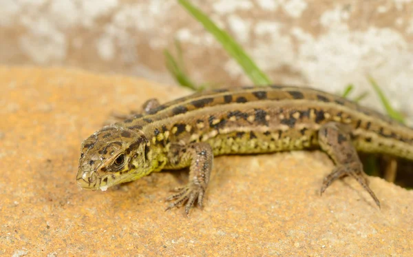 Lagarto — Fotografia de Stock