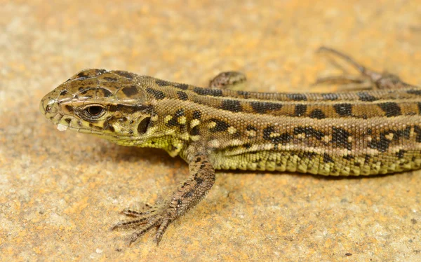 Lagarto Fotos de stock libres de derechos