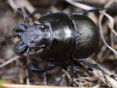 lethrus apterus erkek