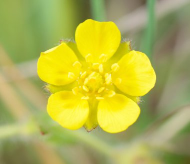 Sarı alan çiçek portre