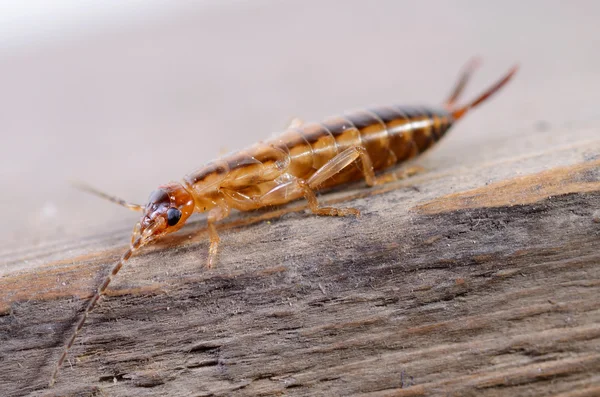 Escarabajo — Foto de Stock