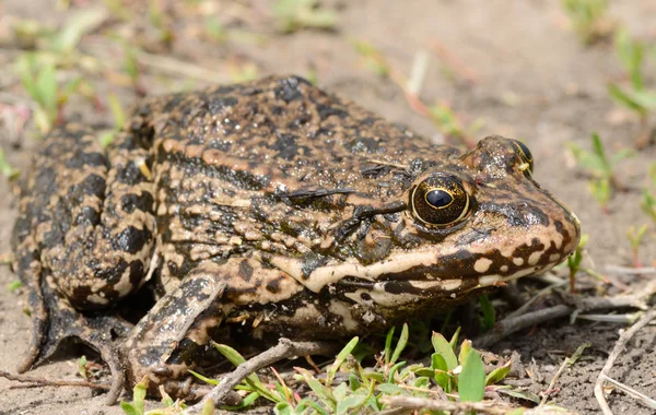 Close-up de um sapo grande com os olhos grandes — Fotografia de Stock