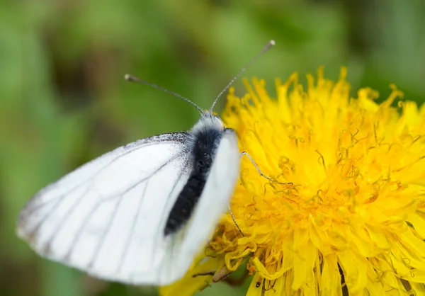 蝶黄色のタンポポの花粉飛散と飲むの蜜 — ストック写真