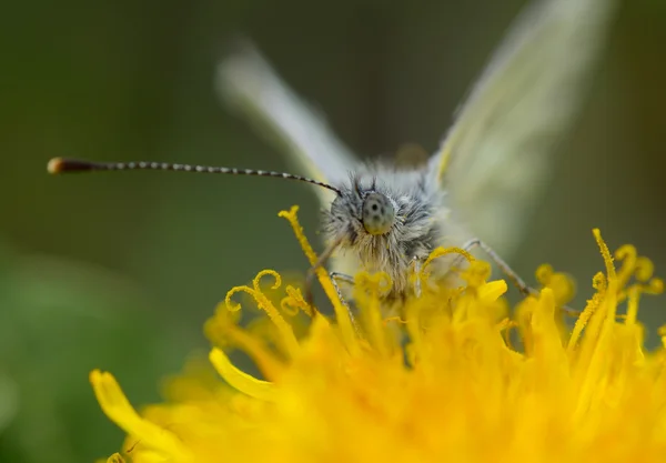 Fjäril pollinerande gul maskros och dricka nektar — Stockfoto