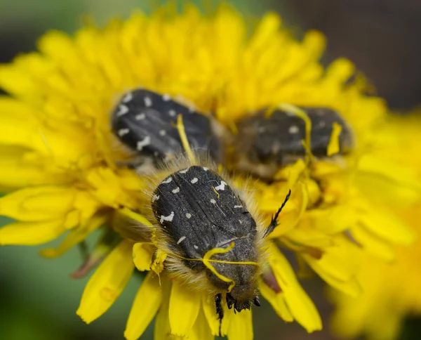 böcek chafers shaggy, tropinota hirta üzerinde bir karahindiba