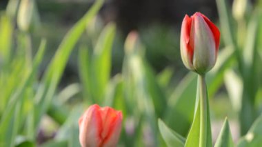 Lale Bahçe. raf odak ve dolly içinde.