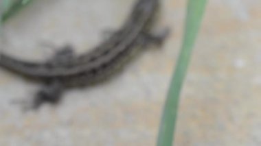 kertenkele taş. raf odak ve dolly içinde.