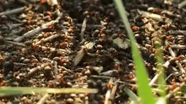 Karıncalar karınca yuvası gülümsemek günbatımı üzerinde üzerinde