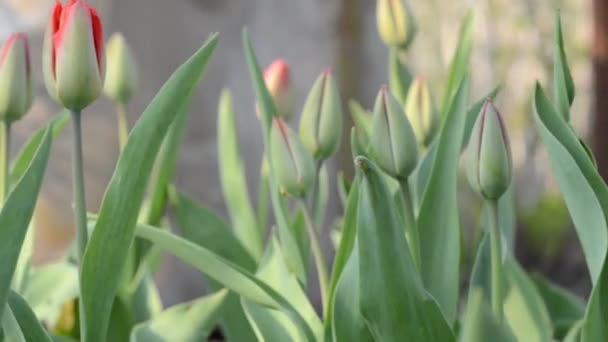 Tulp tuin. Dolly schot. — Stockvideo