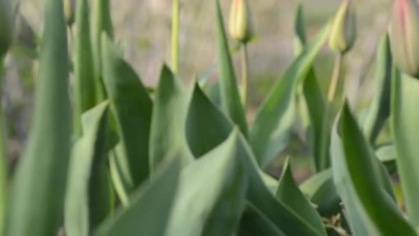 Tulip Garden. Dolly shot. — Stok Video