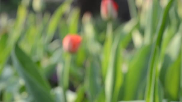 Tulp tuin. rek focus en dolly in. — Stockvideo