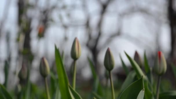 Tulpengarten. Kugelstoßer. — Stockvideo