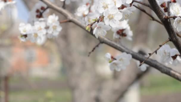 Κερασιές λουλούδια ανθίζουν την άνοιξη. κουκλίτσα πυροβόλησε. — Αρχείο Βίντεο