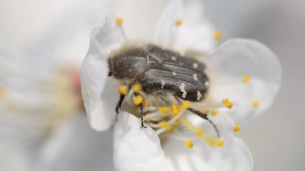 Bug pollinate cherry blossoms closeup in a windy day — Stock Video