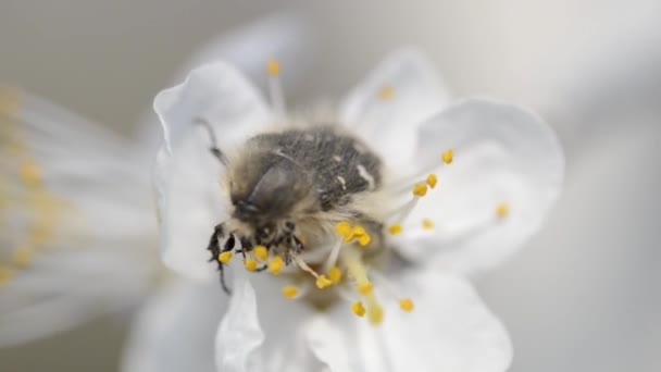 Bug pollinate cherry blossoms closeup in a windy day — Stock Video