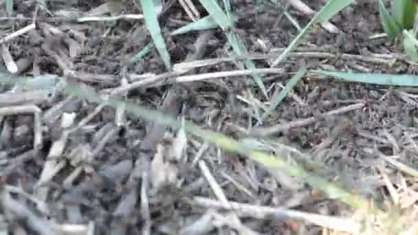 Fourmis sur une fourmilière en gros plan, se déplaçant rapidement — Video