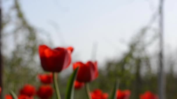 Giardino dei Tulipani. Concentrazione dello scaffale e carrello dentro . — Video Stock