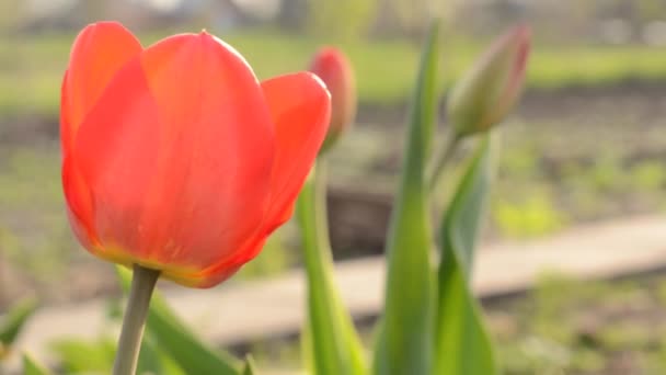 Ogród tulipan. Stojak ostrości i dolly w. — Wideo stockowe