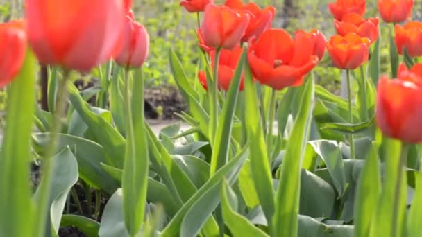 jardin de tulipe. Dolly tourné.