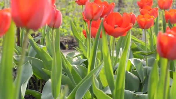 Tulpengarten. Kugelstoßer. — Stockvideo