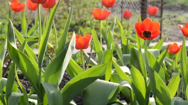 Tulip Garden. Dolly shot. — Stock Video