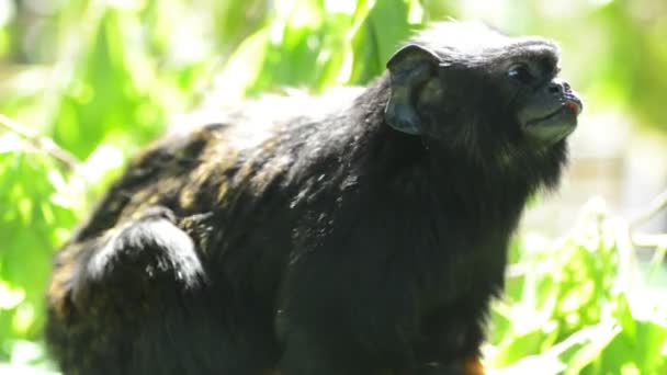 Roztomilá callitrichidae opička hraje — Stock video