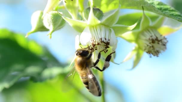 Bee pollinate a raspberry — Stock Video