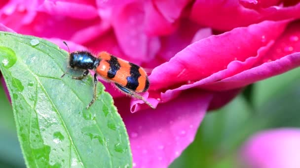 El insecto rojo bebe el agua sobre la peonía — Vídeo de stock