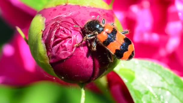 Красное насекомое пьет воду на пионе — стоковое видео