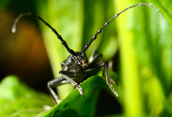 Macro coleottero della famiglia Cerambycidae — Foto Stock