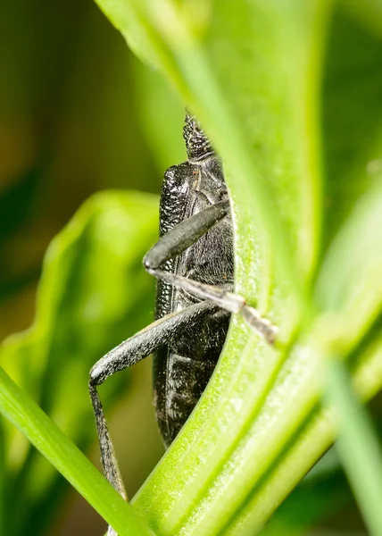 Макро жук родини Cerambycidae — стокове фото