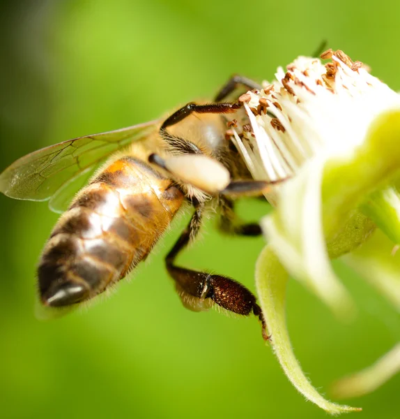 Včela na květ maliny — Stock fotografie