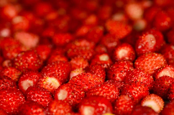 Fraises fond — Photo