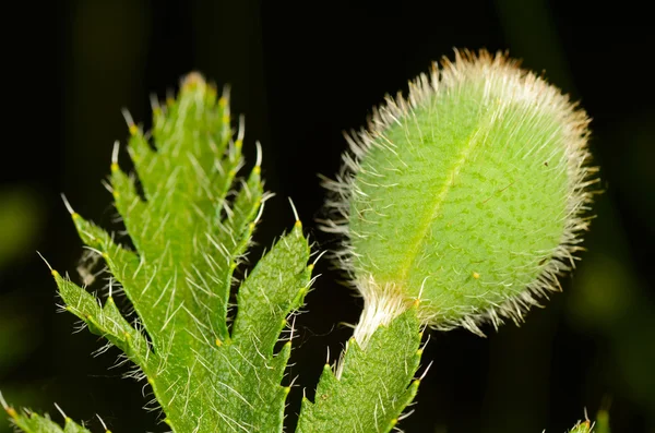 Cogollos de amapola — Foto de Stock