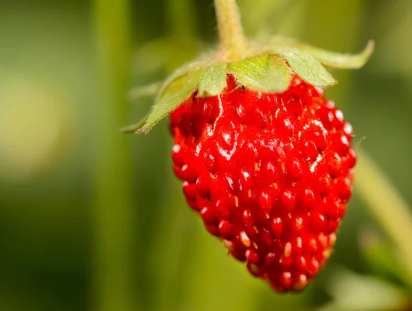 Macro strawberrie — Stock Photo, Image