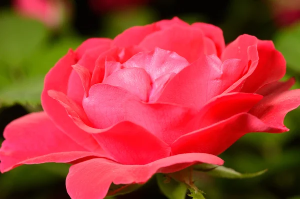 Rose flower closeup — Stock Photo, Image