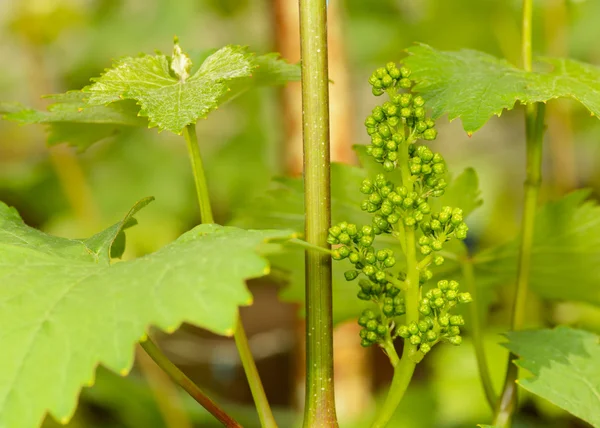 Groene bloemen van druiven Rechtenvrije Stockfoto's