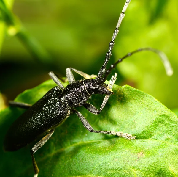 Макро жук родини Cerambycidae — стокове фото
