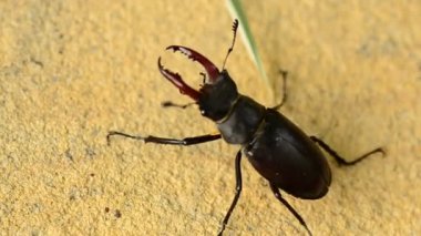 Aile lucanidae, böcek makro
