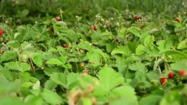 çilek alan closeup, dolly ateş