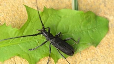 Aile cerambycidae, böcek makro