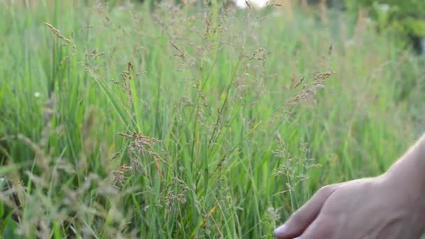 Man hands with wheat — Stock Video