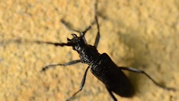 Жук из семейства Cerambycidae, макро — стоковое видео