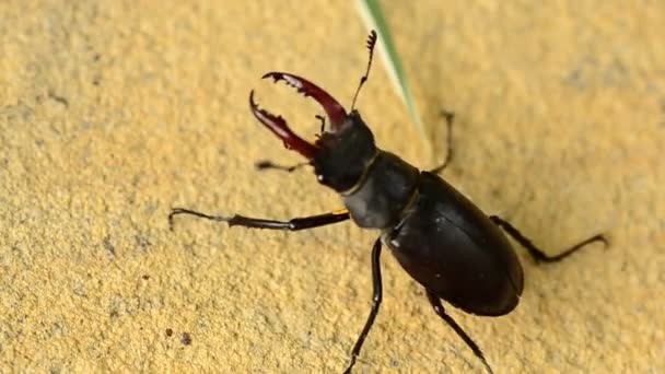 Beetle av familjen lucanidae, makro — Stockvideo