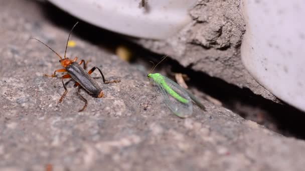 Par insektζευγάρι των εντόμων — Αρχείο Βίντεο